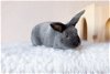 adoptable Rabbit in culver city, CA named Dawn