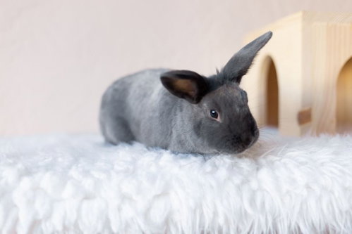 Dawn, a rabbit for adoption from Los Angeles Rabbit Foundation