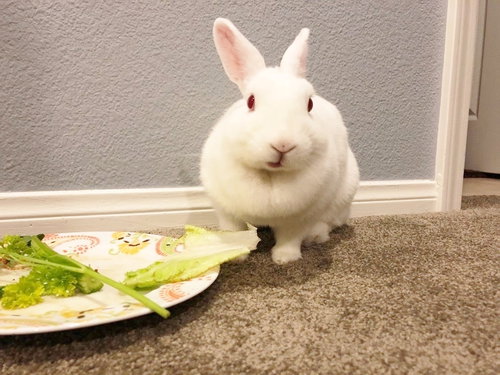 Frosty, a rabbit for adoption from Los Angeles Rabbit Foundation