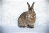 adoptable Rabbit in  named Cinnabun I
