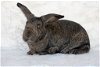 adoptable Rabbit in culver city, CA named Filbert