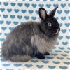 adoptable Rabbit in culver city, CA named Fuzz