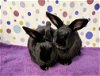 adoptable Rabbit in culver city, CA named Nala and Roo