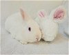 adoptable Rabbit in culver city, CA named Summer Cloud