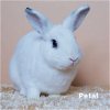 adoptable Rabbit in culver city, CA named Petal