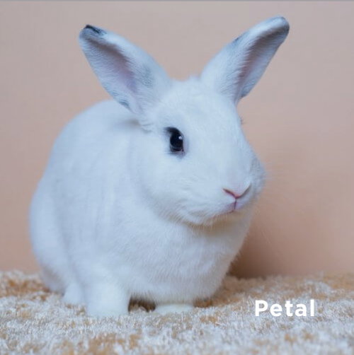 Petal, a rabbit for adoption from Los Angeles Rabbit Foundation