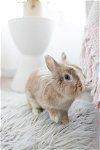 adoptable Rabbit in culver city, CA named Porsche