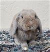 adoptable Rabbit in  named Gojo