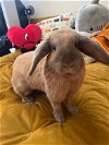 adoptable Rabbit in culver city, CA named Nami