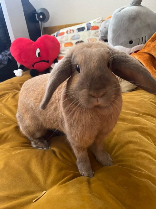 Nami, a rabbit for adoption from Los Angeles Rabbit Foundation