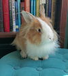 adoptable Rabbit in Culver City, CA named Sweet Pepper