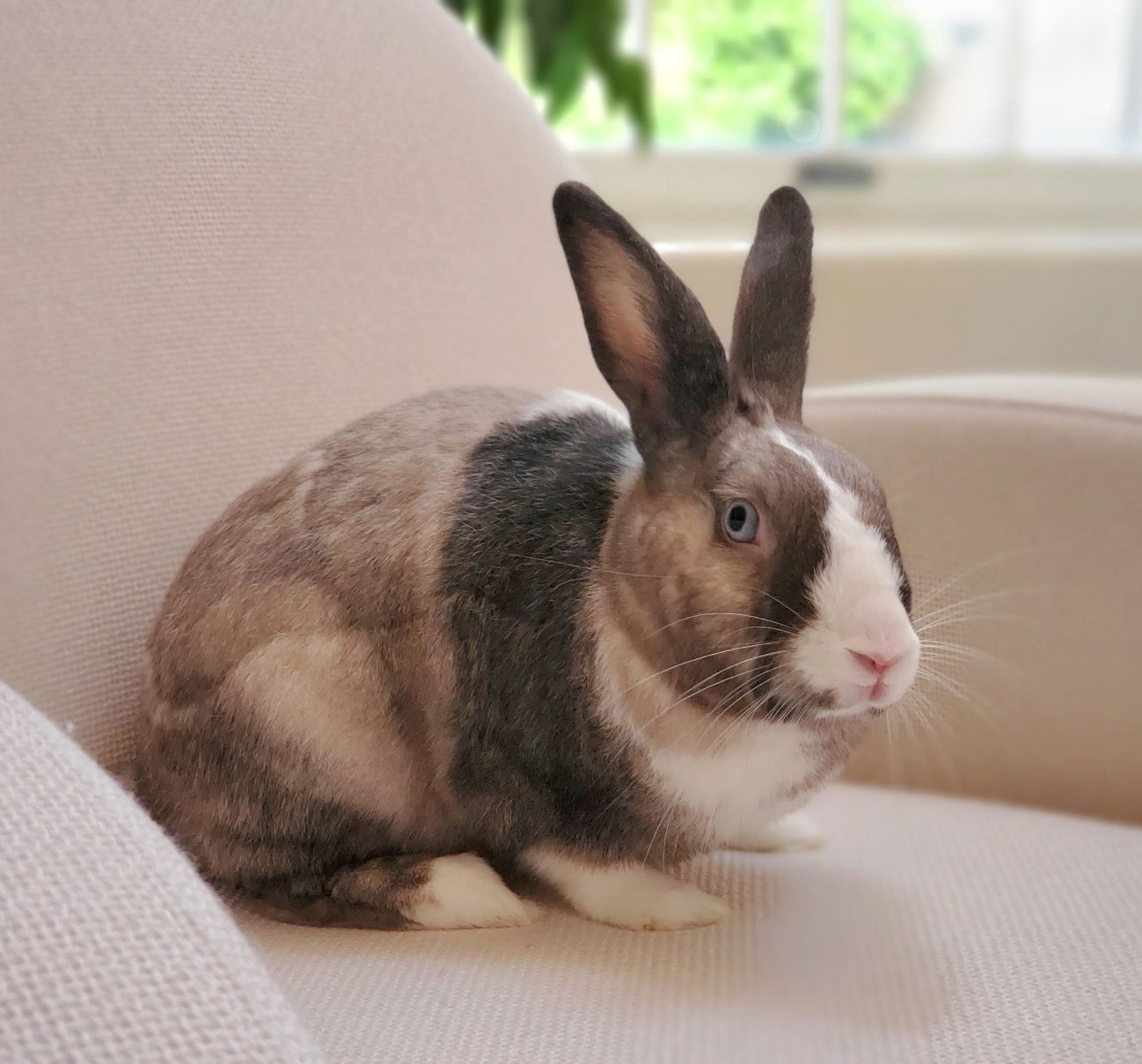 adoptable Rabbit in Culver City, CA named Krystal