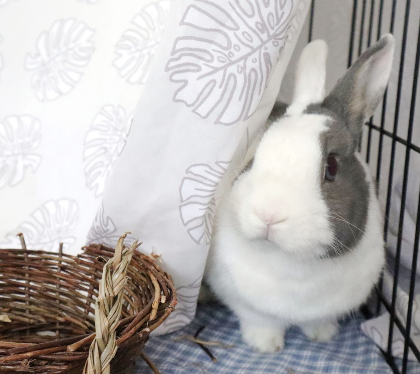 adoptable Rabbit in Culver City, CA named Saffron