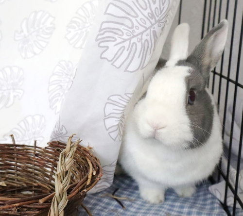 Saffron, a rabbit for adoption from Los Angeles Rabbit Foundation