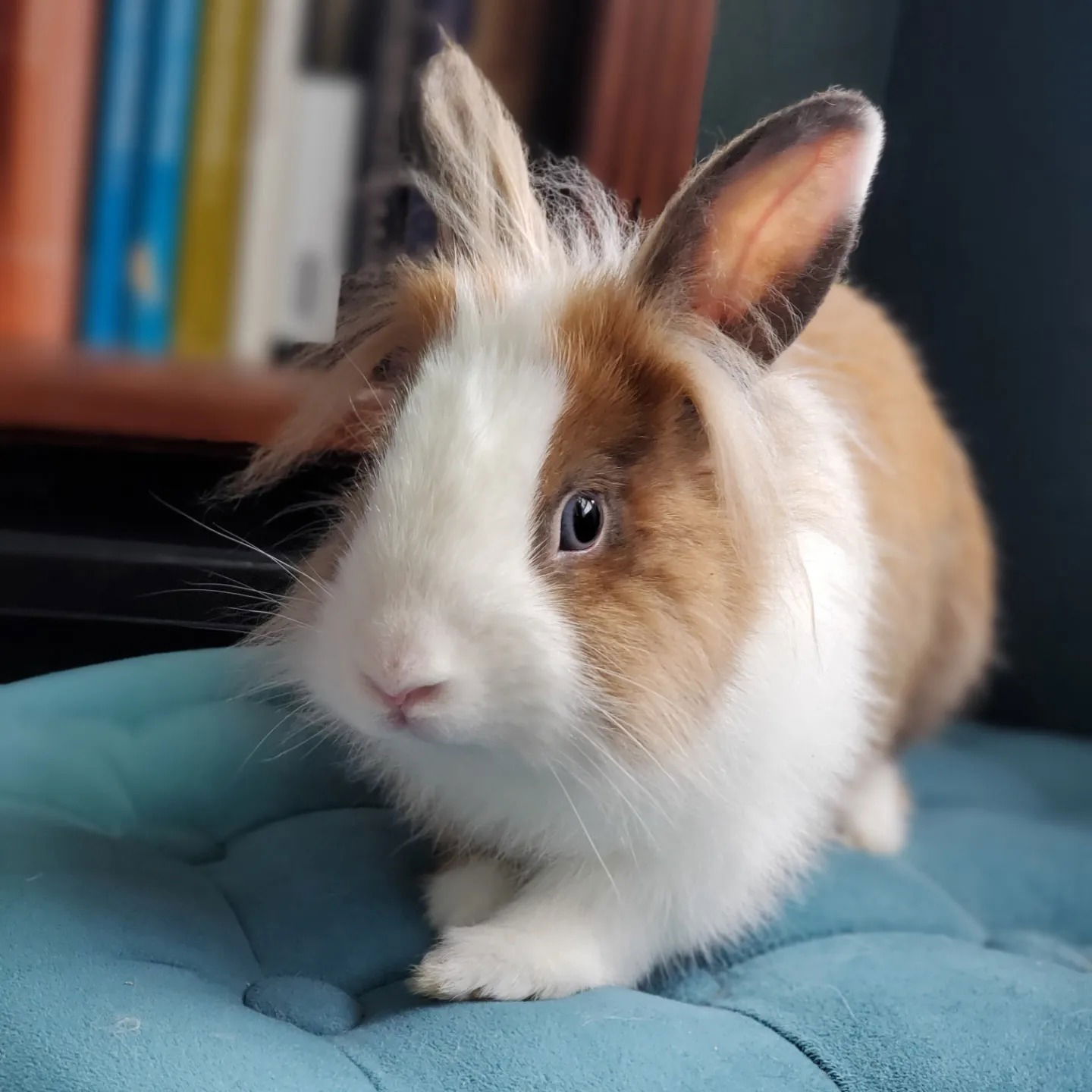 adoptable Rabbit in Culver City, CA named Caraway