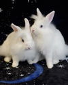 adoptable Rabbit in Culver City, CA named Venus