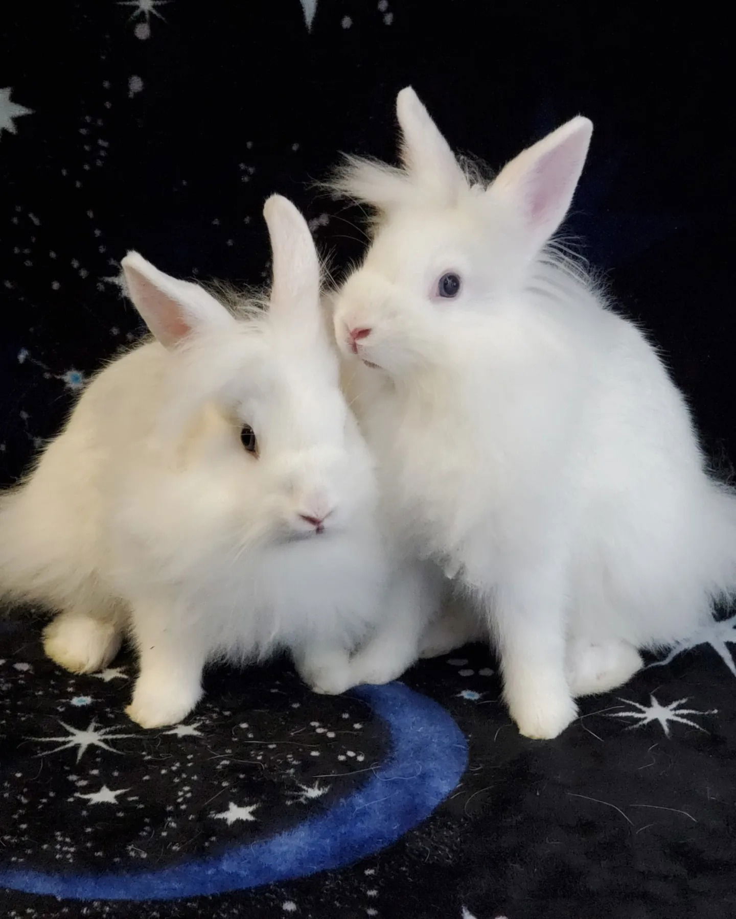 adoptable Rabbit in Culver City, CA named Mars