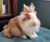 adoptable Rabbit in Culver City, CA named Tumeric