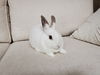 adoptable Rabbit in Culver City, CA named Alaska