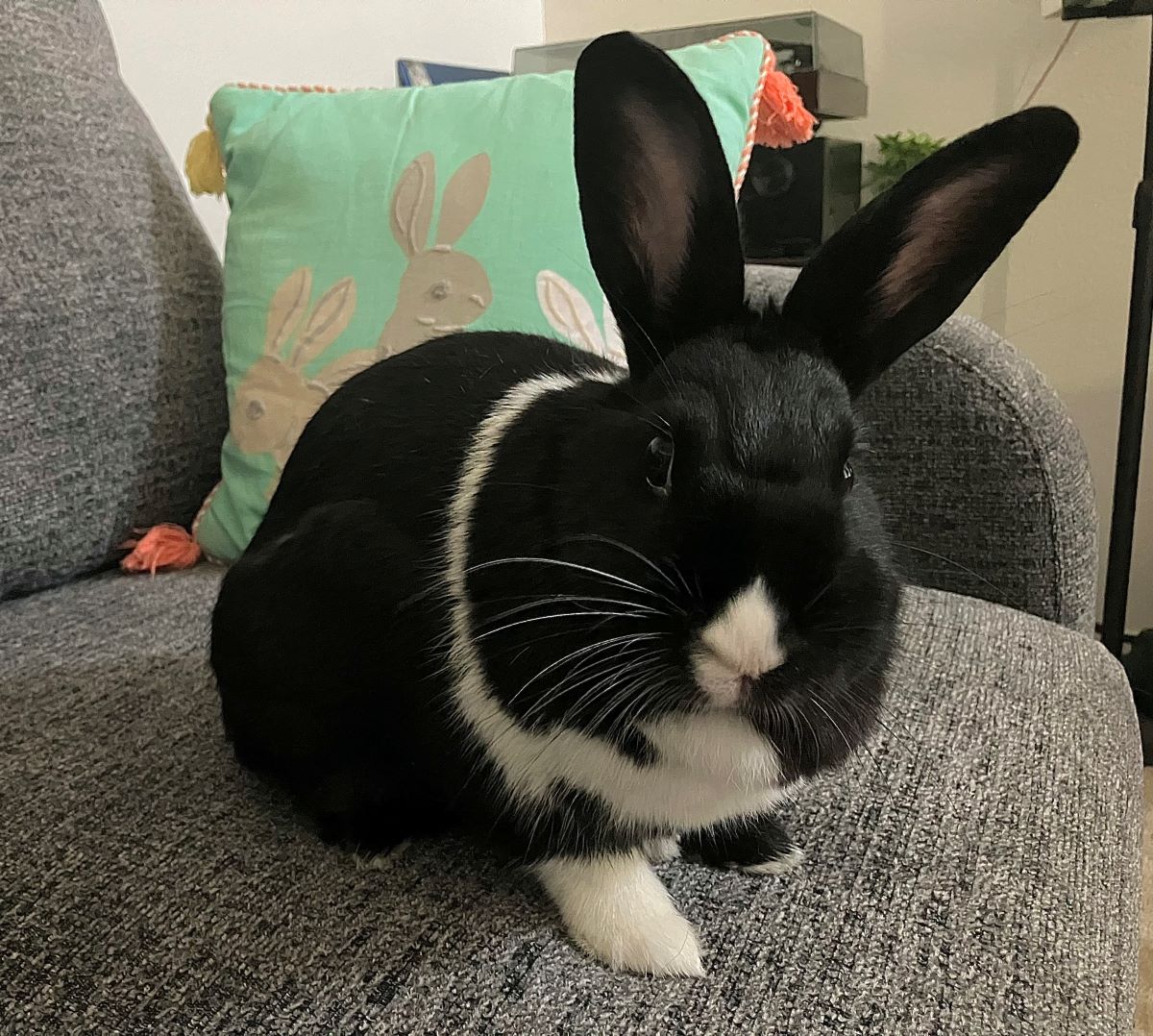 adoptable Rabbit in Culver City, CA named Eclipse