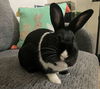 adoptable Rabbit in Culver City, CA named Eclipse