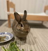 adoptable Rabbit in Culver City, CA named Hazelnut