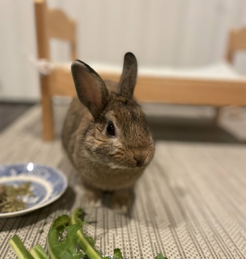 Hazelnut, a rabbit for adoption from Los Angeles Rabbit Foundation