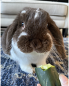 adoptable Rabbit in Culver City, CA named Lola