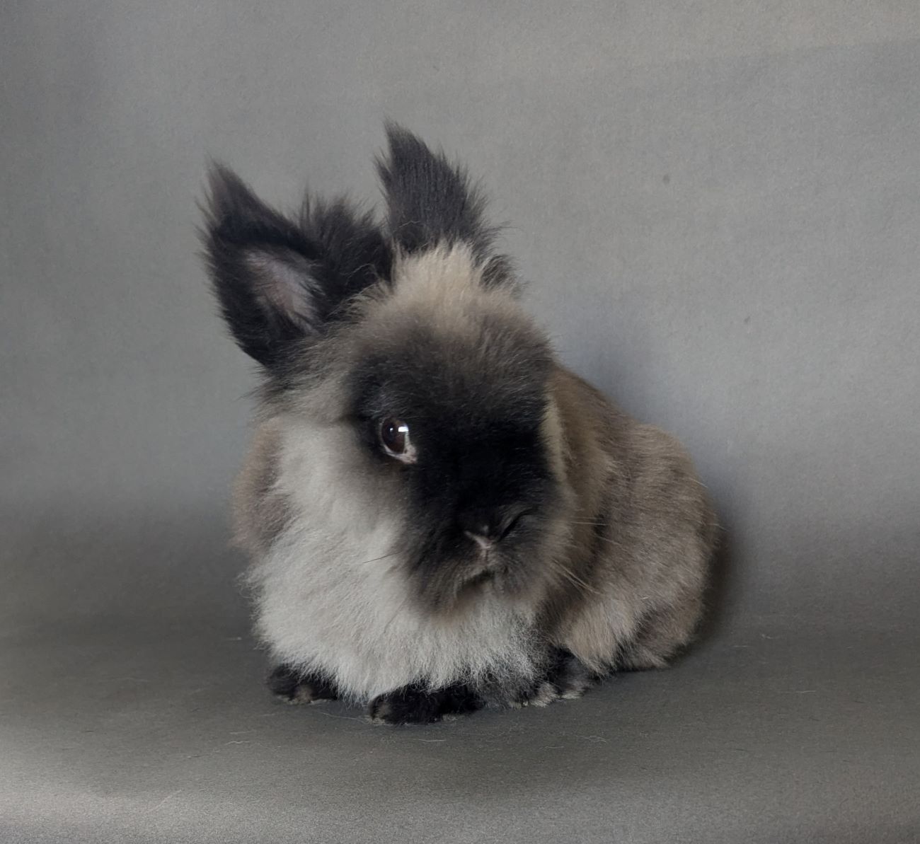 adoptable Rabbit in Culver City, CA named Zinnia