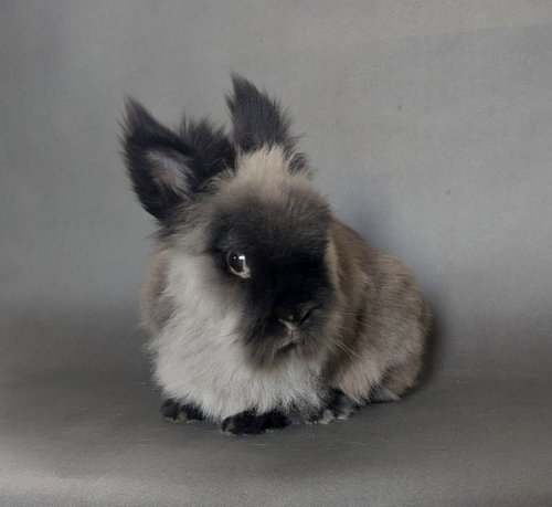 Zinnia, a rabbit for adoption from Los Angeles Rabbit Foundation