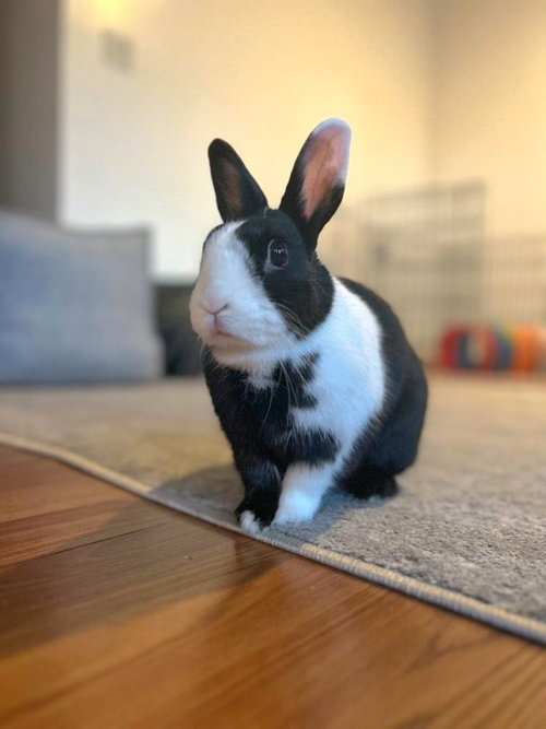 Nala, a rabbit for adoption from Los Angeles Rabbit Foundation
