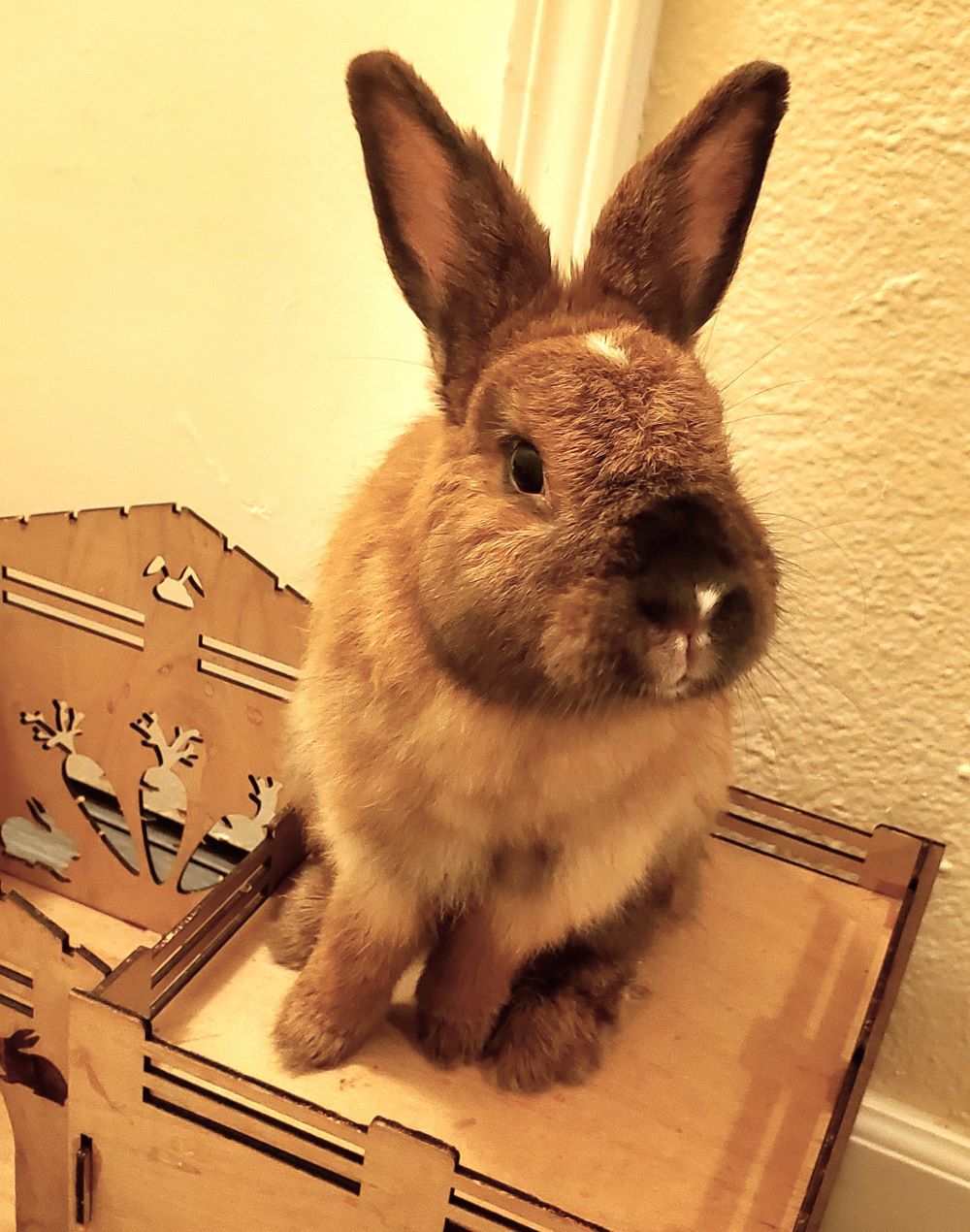 adoptable Rabbit in Culver City, CA named Kit Kat