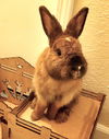 adoptable Rabbit in Culver City, CA named Kit Kat