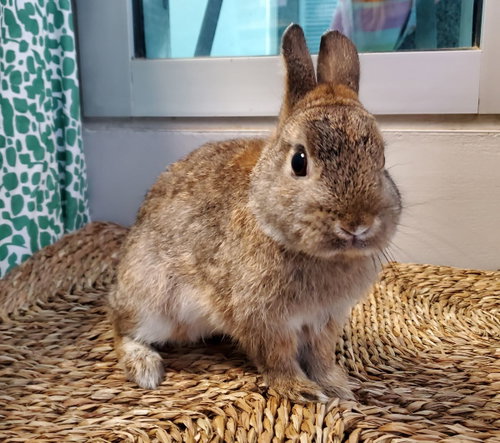 Peter Rabbit, a rabbit for adoption from Los Angeles Rabbit Foundation