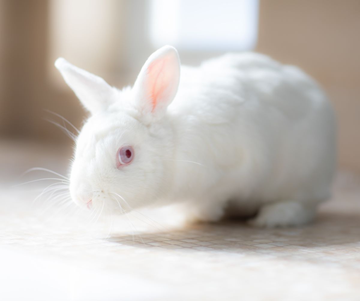 adoptable Rabbit in Culver City, CA named Hoptimistic