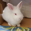 adoptable Rabbit in Culver City, CA named Dandelion