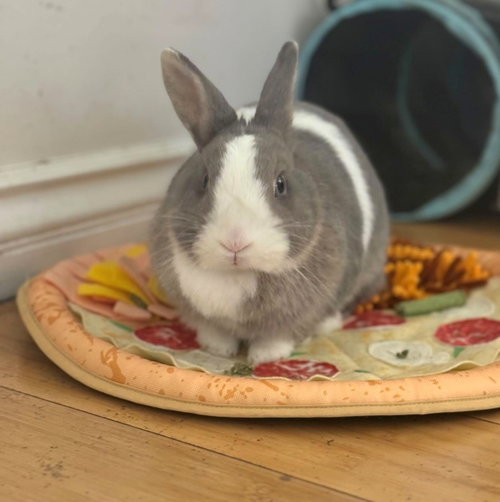 Suki, a rabbit for adoption from Los Angeles Rabbit Foundation
