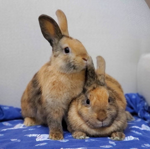 Clove, a rabbit for adoption from Los Angeles Rabbit Foundation