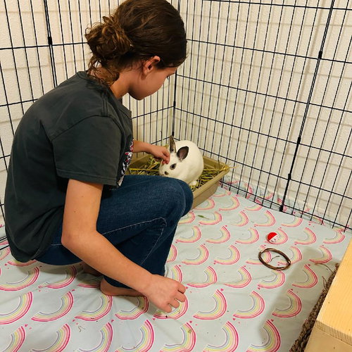 Cocoa, a rabbit for adoption from Los Angeles Rabbit Foundation