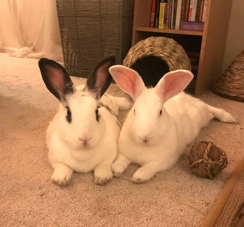 Maggie, a rabbit for adoption from Los Angeles Rabbit Foundation