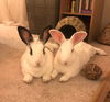 adoptable Rabbit in Culver City, CA named Binks