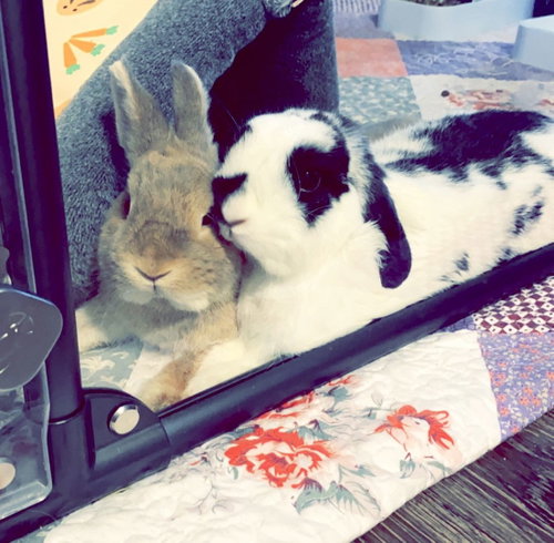 Taro, a rabbit for adoption from Los Angeles Rabbit Foundation