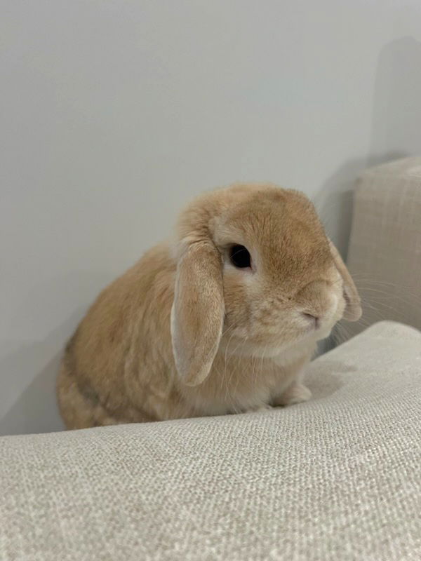 adoptable Rabbit in Culver City, CA named Theodore