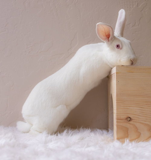 Henni, a rabbit for adoption from Los Angeles Rabbit Foundation