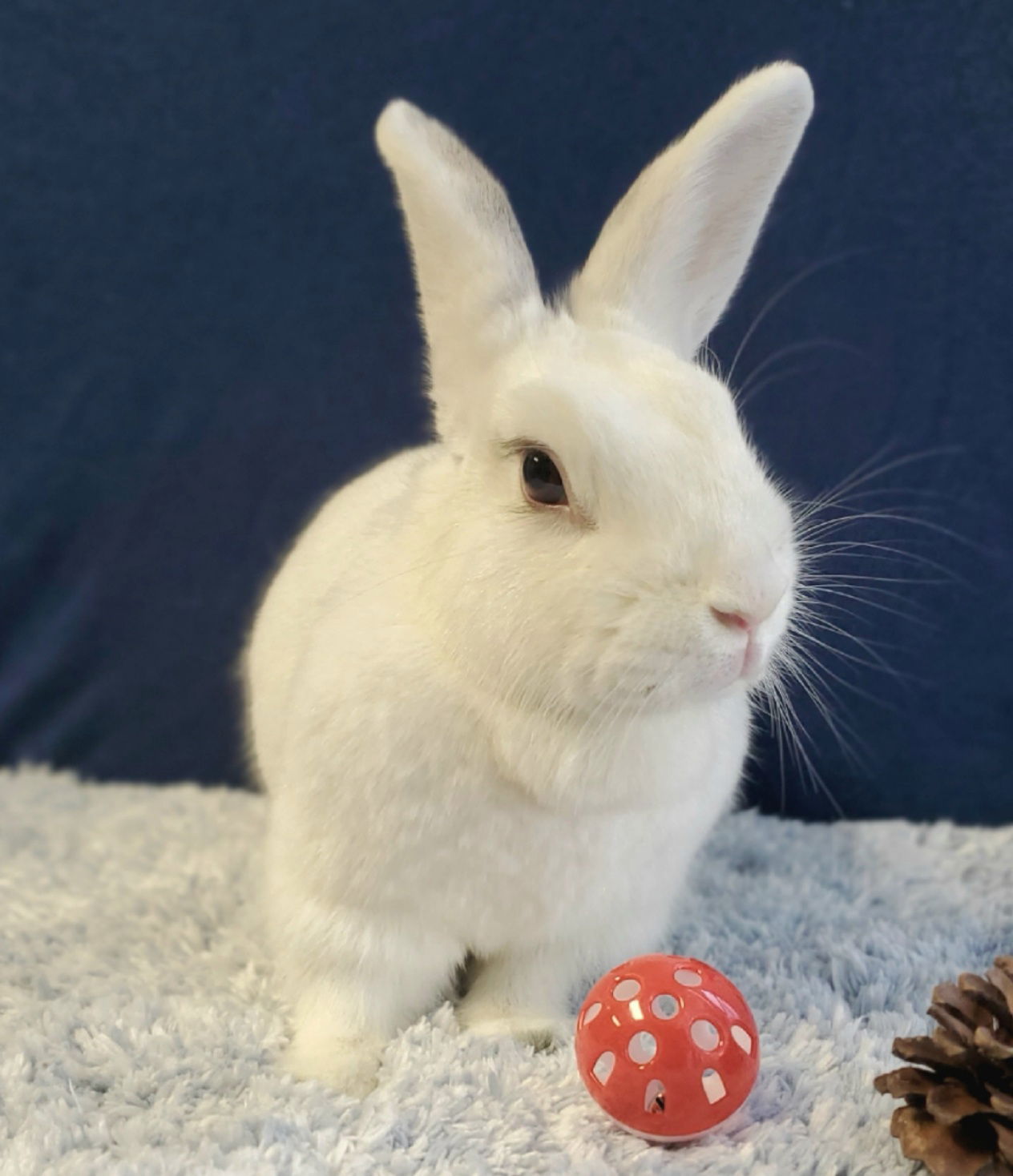 adoptable Rabbit in Culver City, CA named Sugar Plum