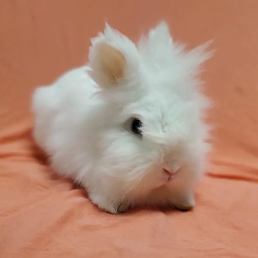 adoptable Rabbit in Culver City, CA named Kumo