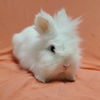 adoptable Rabbit in Culver City, CA named Kumo