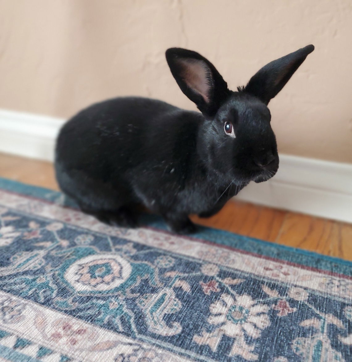 adoptable Rabbit in Culver City, CA named Jean Luc