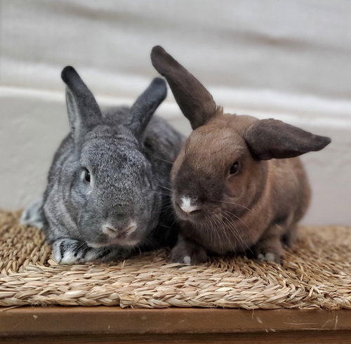 Earl Grey, a rabbit for adoption from Los Angeles Rabbit Foundation
