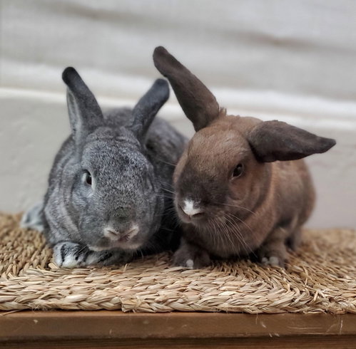 Latte, a rabbit for adoption from Los Angeles Rabbit Foundation
